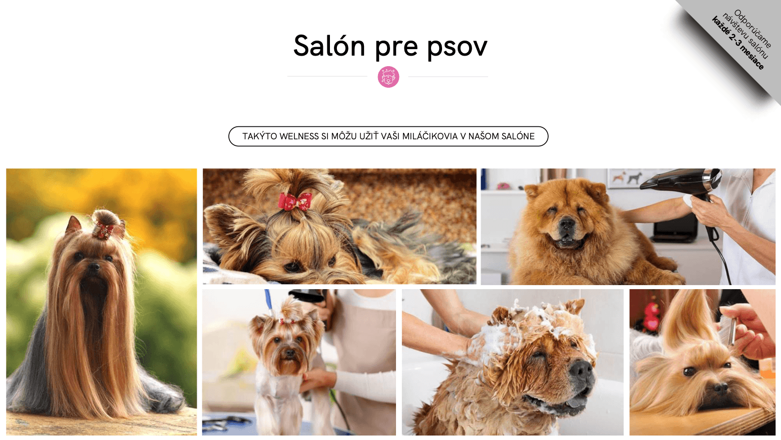 Prezentace pro salon pro psy – slide s fotografiemi péče o psy